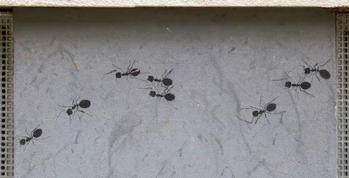 DE Hamburg ants 02