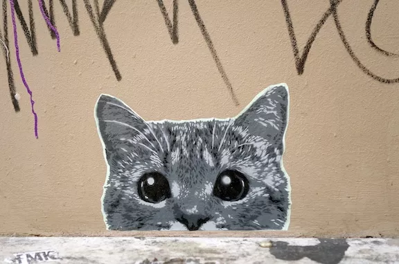 DE Hamburg cat peeking ph TXMX