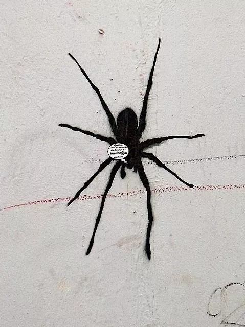 DE Hamburg spider