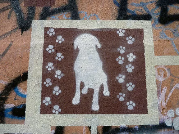 IT Rome dog