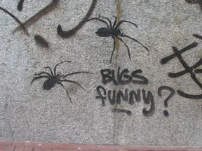 NL spiders