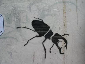 NL beetle