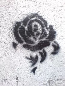 PL Krakow rose