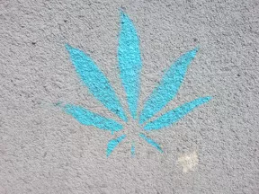 PL Krakow cannabis leaf 01