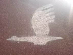 PL Rzeszow bird