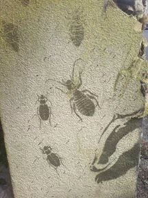 UK Bristol bugs