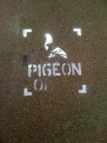 UK Peterborough Pigeon