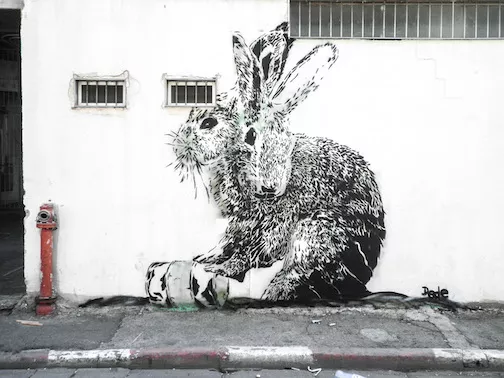 Dede IL large rabbits