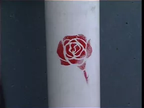 NZ Wellington Rose