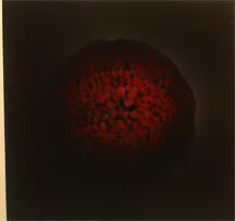 NZ Christ Church sliced exhibition 12d
