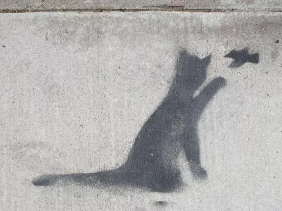 Todd Hanson cat and bird SF Mission