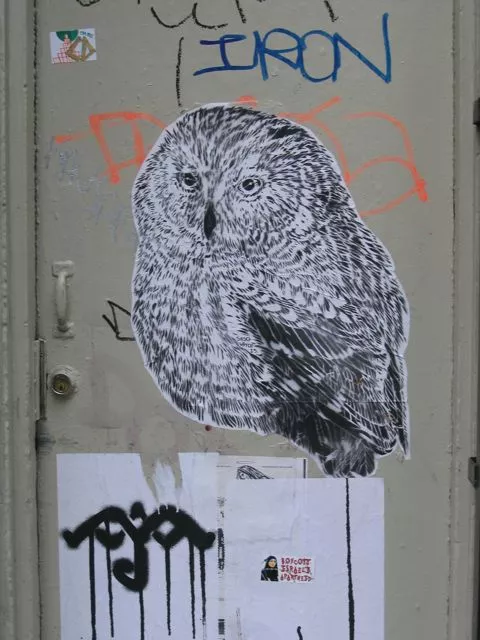 SFUHgt_Sasquatch Owl