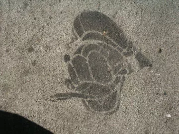 SF Haight Donald Duck