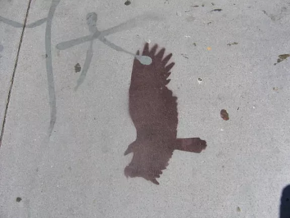 SF Lower Haight hawk