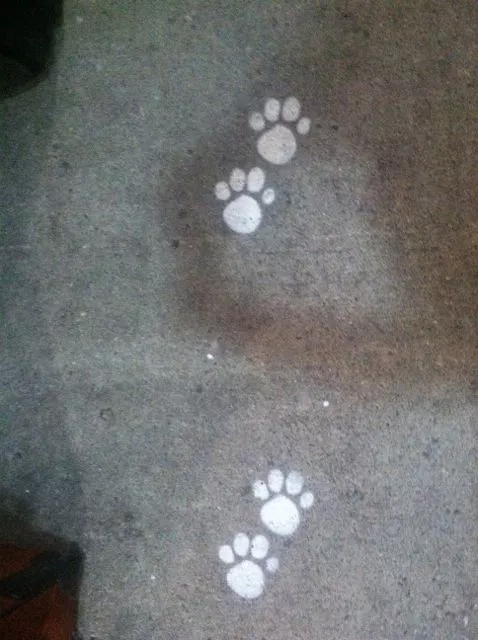 SF Other SFO paw prints
