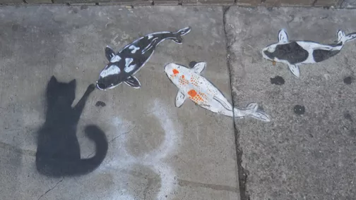SF Tenderloin cat attacks Novy koi