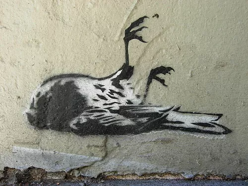 SF Tenderloin dead pigeon