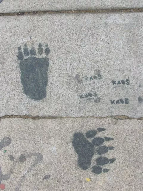 SF Mission 15th St. kaos animal tracks