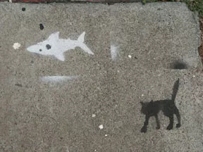 SF Mission Cat Shark