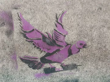SF Mission Dove with TNT