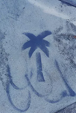 SF Mission Palm Tree