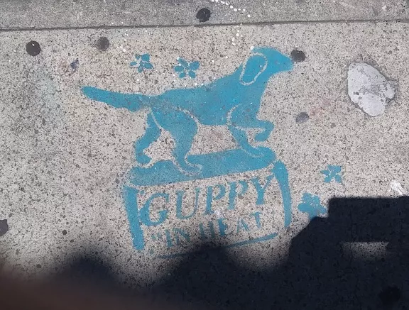 SF Valencia Guppy in Heat