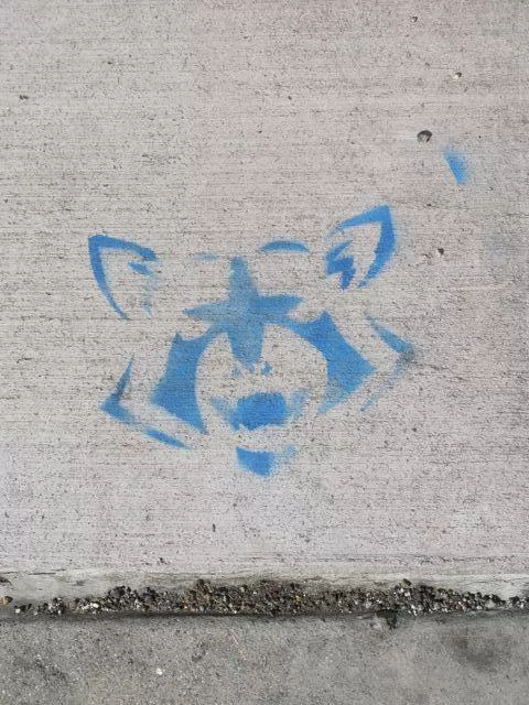 SF Western Addition Fulton St. raccoon