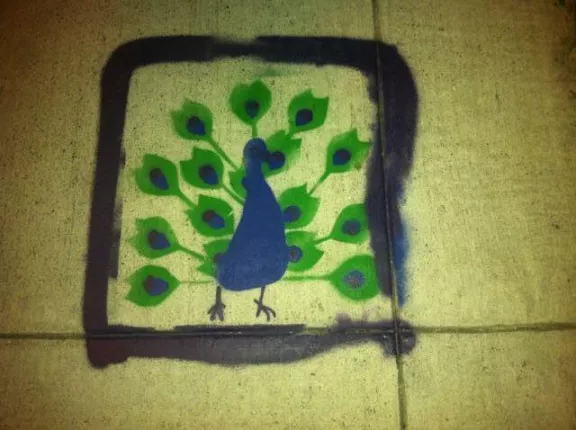SF Western Addition peacock