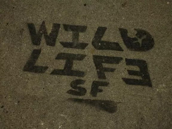 SF Western Addition Wild Life SF
