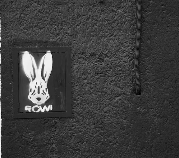 MX Chihuahua rabbit RCW ph J Rojo for BSA
