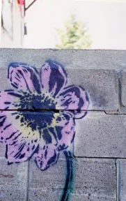 MNMinnAmy wallflower