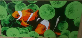 Anthony Aspero clown fish