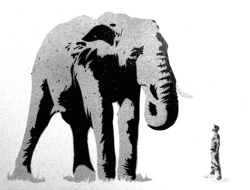 Pau Tonnesen AZ elephant