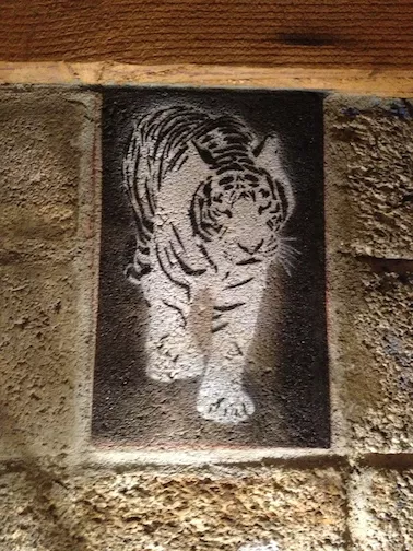 Pau Tonnesen AZ tiger
