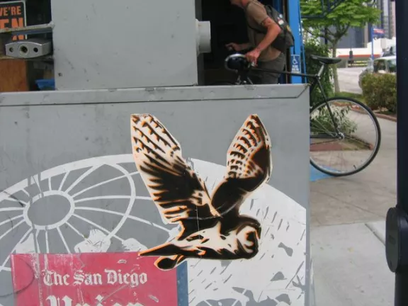 CA San Diego owl