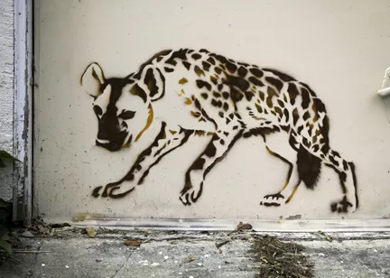 CA East Bay Oakland Hyena