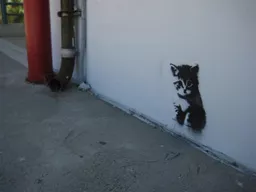 CA LA Long Beach BrettW cute kitten
