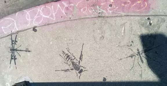 CA LA insects with gun wings