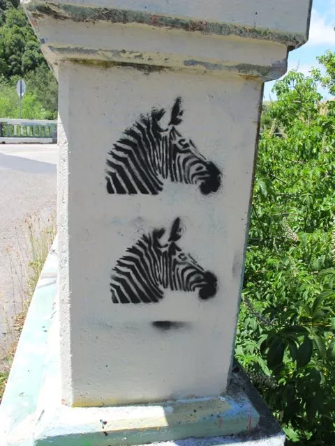 CA North Point Reyes zebras