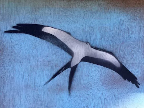 FL Tampa ASB bird