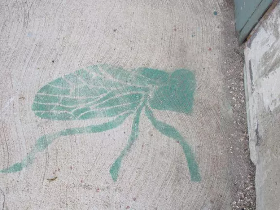 IL Chicago bug
