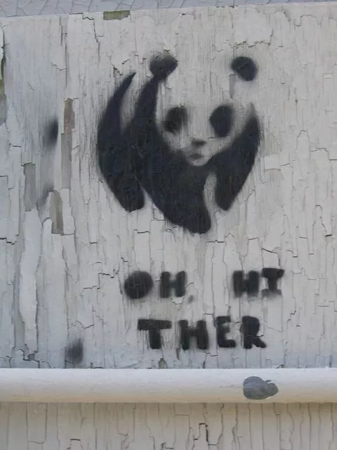 IN Bloomington panda