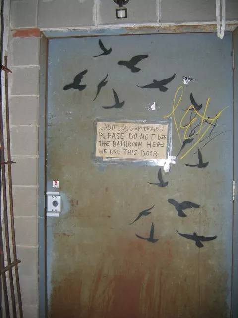 TN Knoxville birds