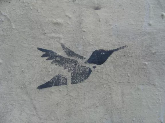 WA Seattle Hummingbird