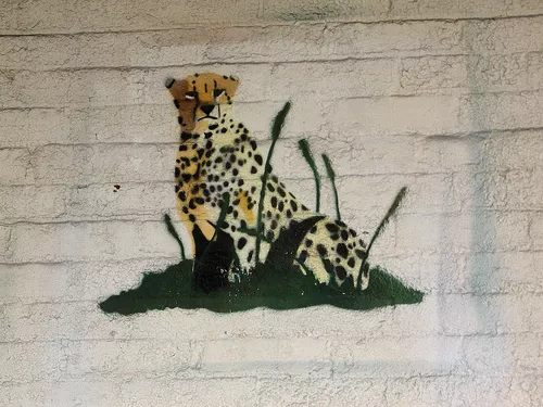 WI Madison Leopard